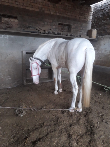 Marwari Horse — photo 2
