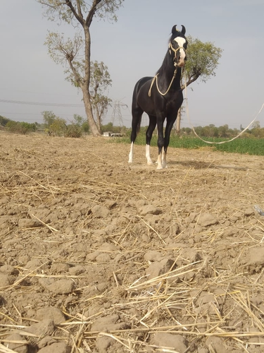 Sindhi Horse