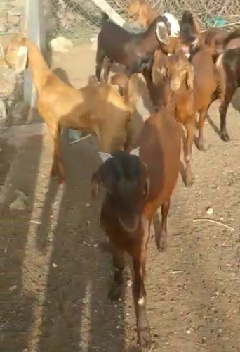 All Breed Goat — photo 2