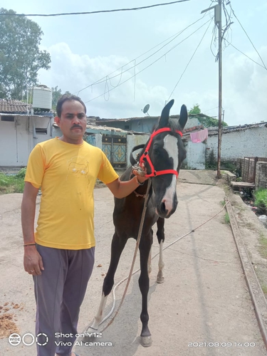 Marwadi Horse 🐎  — photo 3