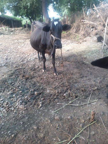 Hf jarsi cow