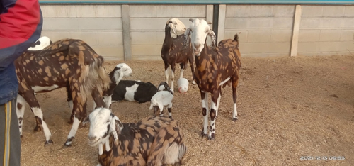 Sirohi Goat — photo 3