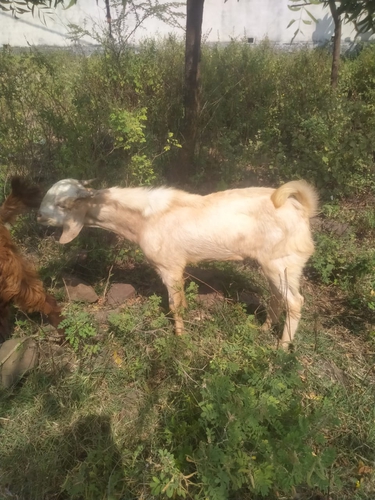 Goat — photo 2