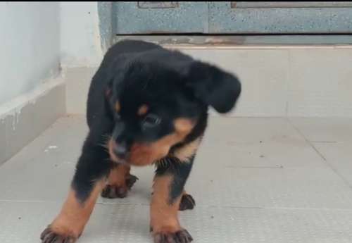 Dog — Rottweiler Puppy🐶, Warri, Nigeria