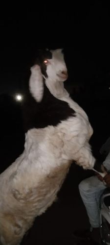 Sojat Goat — photo 2