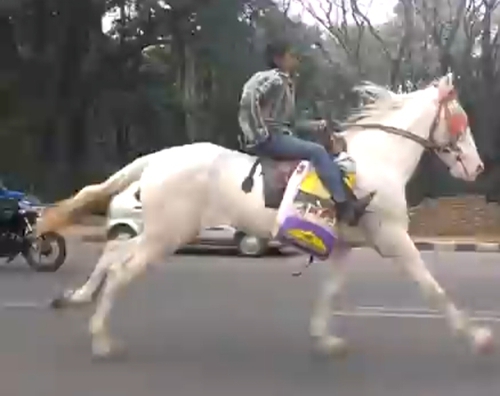 Marwari Horse — photo 5