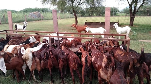 Forming goat — photo 2