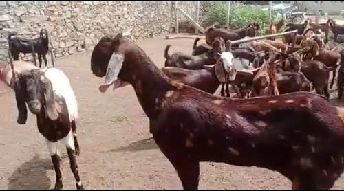 Sirohi Goat — photo 2