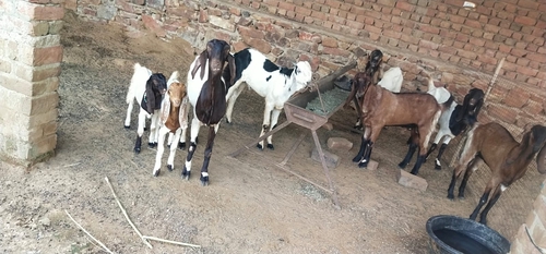 Totapuri Goat — photo 2