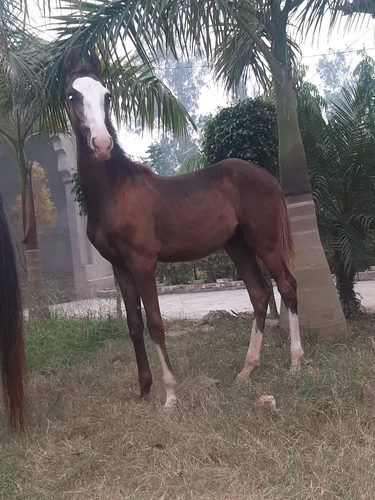 Marwari Horse
