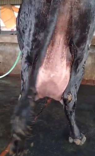 HF Cross Cow — photo 2