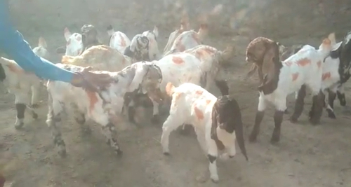 Totapuri Goat — photo 2