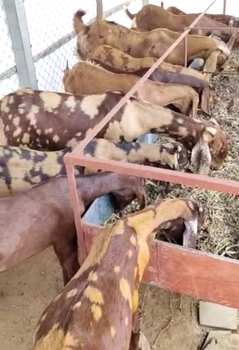 All breed sirohi — photo 5