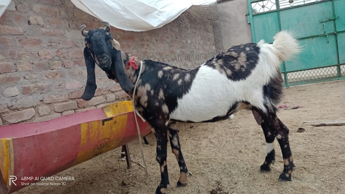 Kamori Goat — photo 2