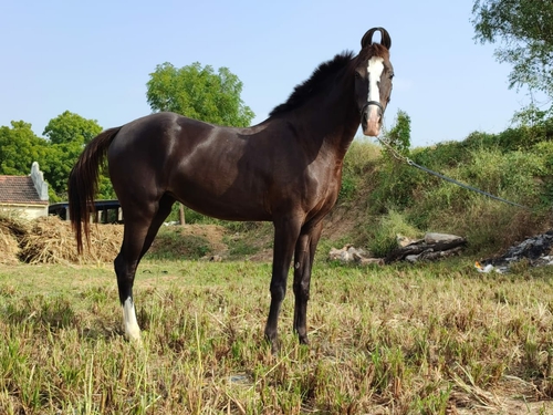 Marwari horse — photo 2