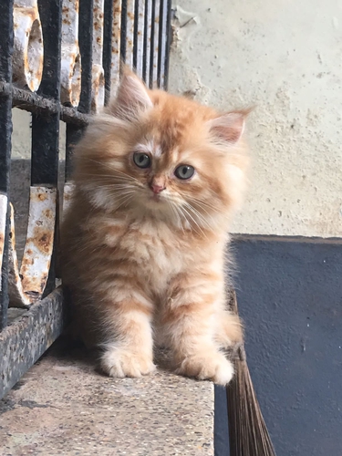 Kitten