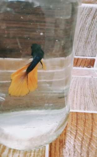Fish — photo 6