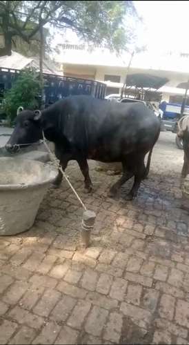 Kundhi Buffalo🐃 — photo 3