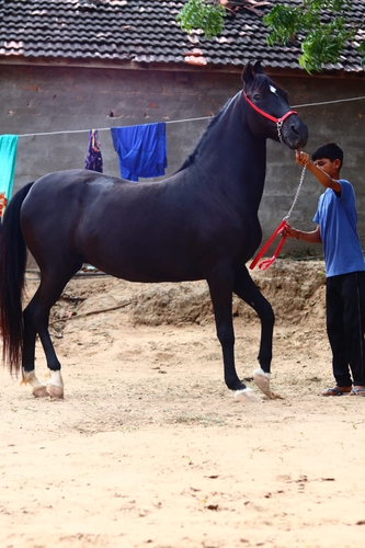 Marwari horse — photo 2