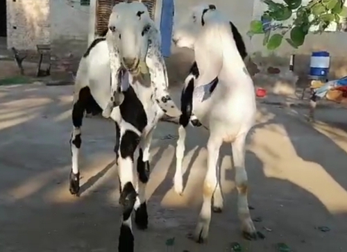 Punjabi beetal  — photo 2
