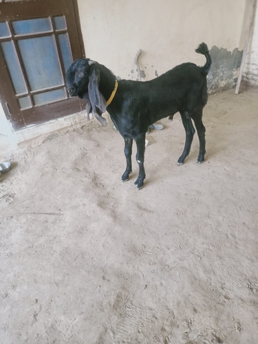 Beetal Goat — photo 2