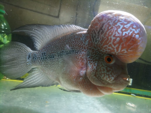 Flower Horn Fish — photo 3