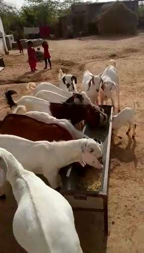 Sojat Goat