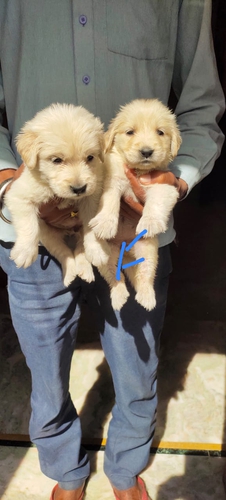 Golden Retriever — photo 3