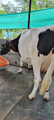 Cow — photo 3
