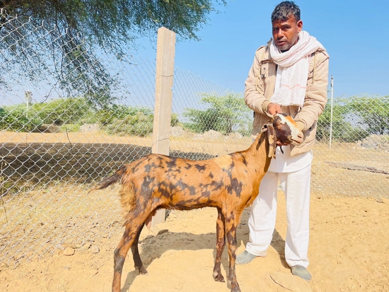 Goats With Good Quility — photo 5