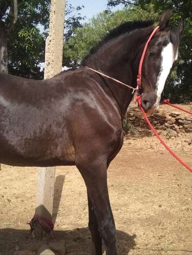 Great Gambler Horse