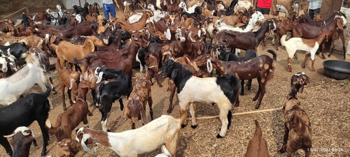 Sirohi Goat — photo 5
