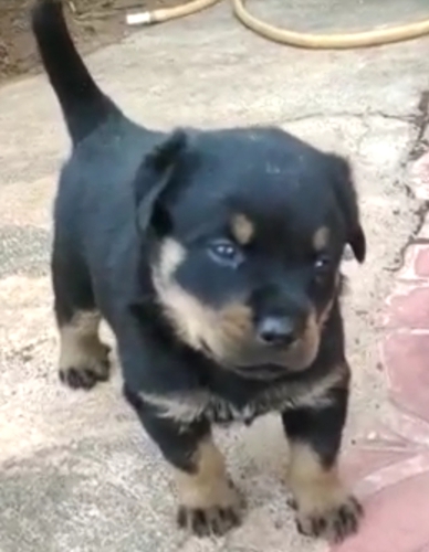 Rottweiler Puppy