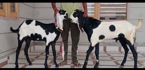 Pure Punjabi Beetal — photo 4