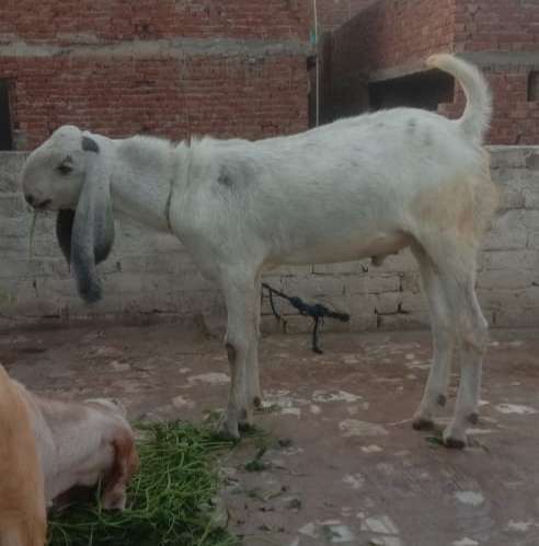 Beetal Andul — photo 2