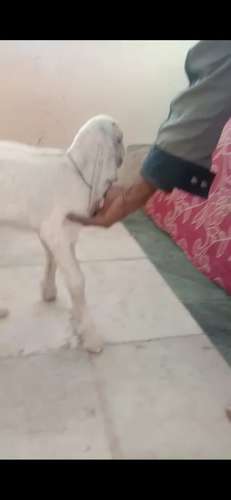 Baby Gulabi Goat — photo 4