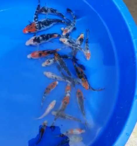 Tricolour koi carp — photo 2