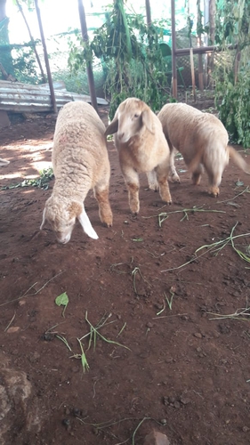 Sheep — Bandur Kids Sheep, Hunsur, India