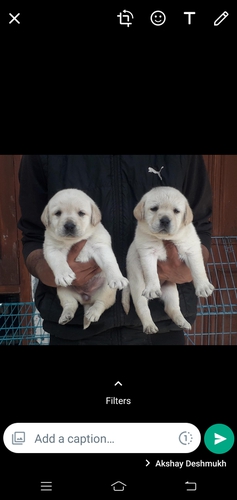 Others — Labrodog, Maharashtra, India