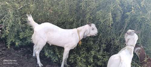 Barbari Goat — photo 2