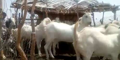 Sojat Goat — photo 2