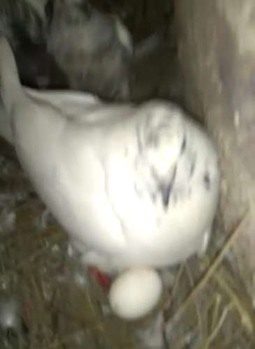 Pigeon — photo 5