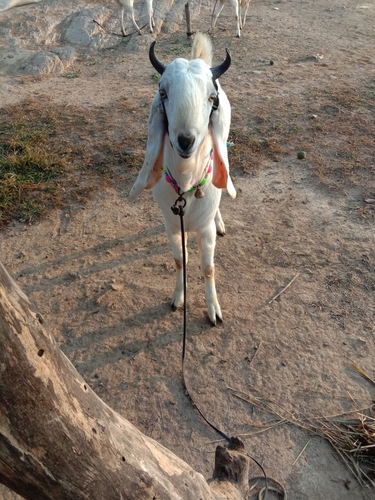 Goat — photo 2
