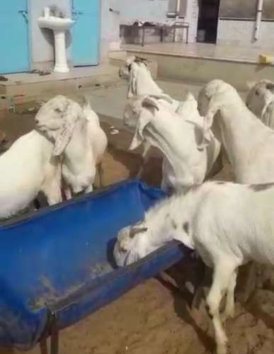 Sojat Goat — photo 5