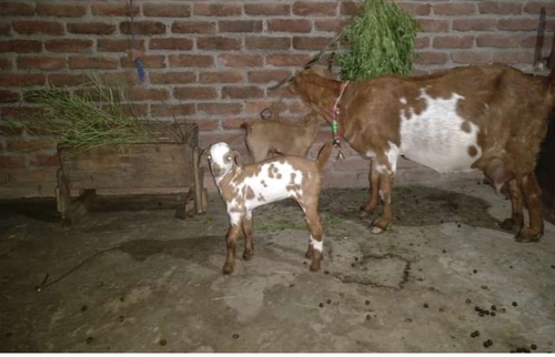 Barbari female goat with 2 kid
