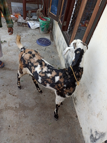 Serohi