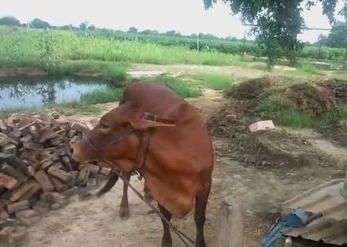 Sahiwal — photo 2