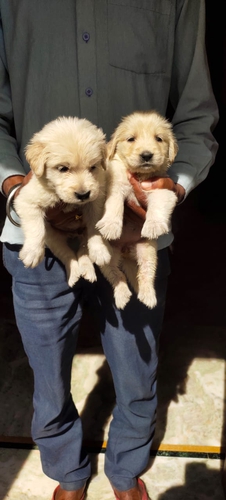 Golden Retriever — photo 2