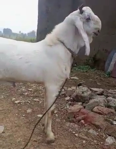 Jamnapari Goat  — photo 5