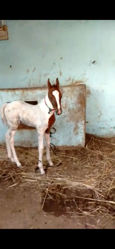 Marwadi Horse — photo 5